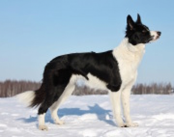 Carpathian Forest Ice Rose