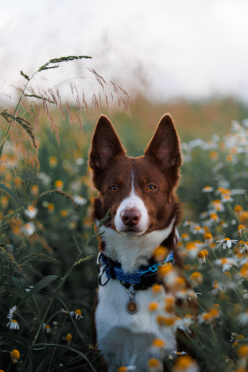 Brilliant Blik My Miracle