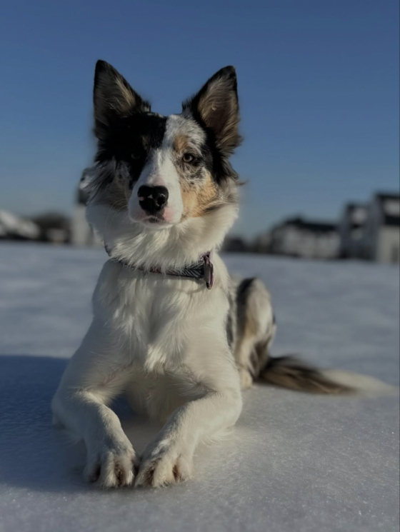 Maleficent Unicorn Hunters