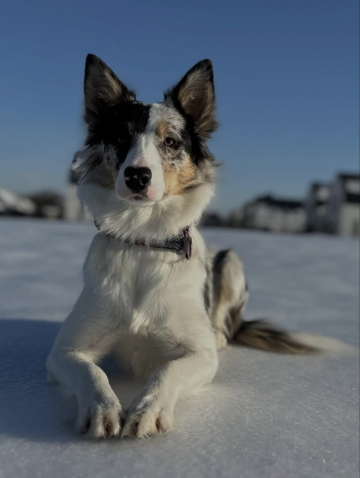 Maleficent Unicorn Hunters