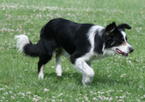 I Am Happy From Doggone Borders