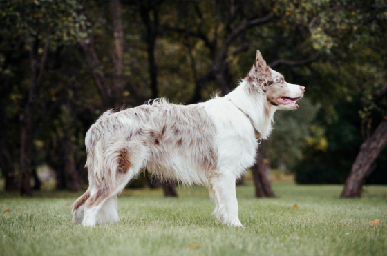 Lari Life Burning Pepper