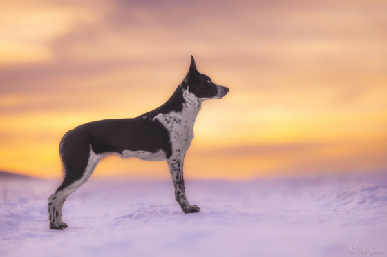 Delta from the Wildest Team