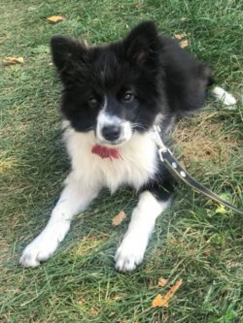 Aksel