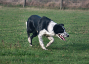 Skjerna Border Collie Jim