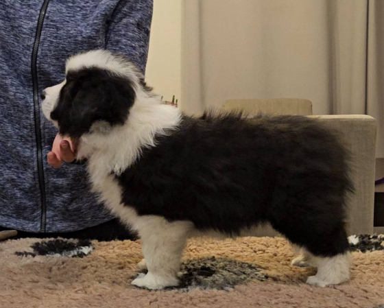 Everest z Pocztowej Border Collie