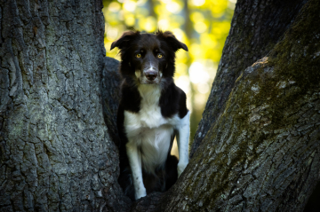 Daenerys Targaryen From The Wild Powerdogs