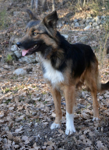 Lytoux's Spirit Nash