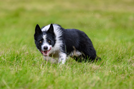 SheepWise Pitch