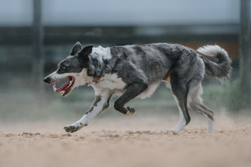 Nafani Clever All The Time