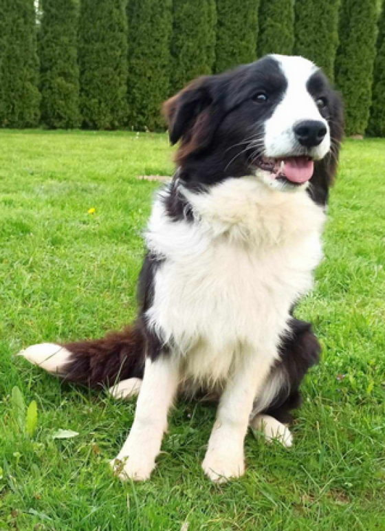 Emilia Velvet Collie
