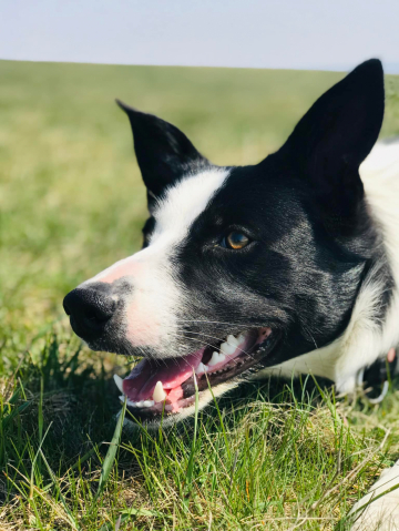 Blessed Borders New Challenge