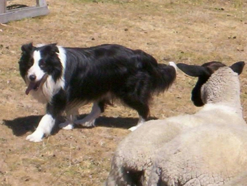 Dykebar Return To Voz