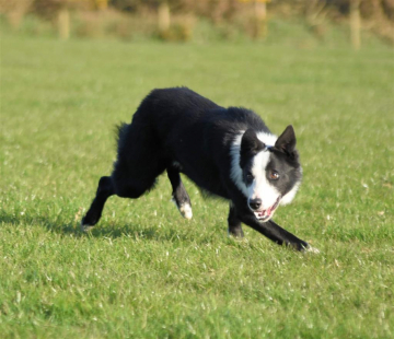 Mwnt Ben