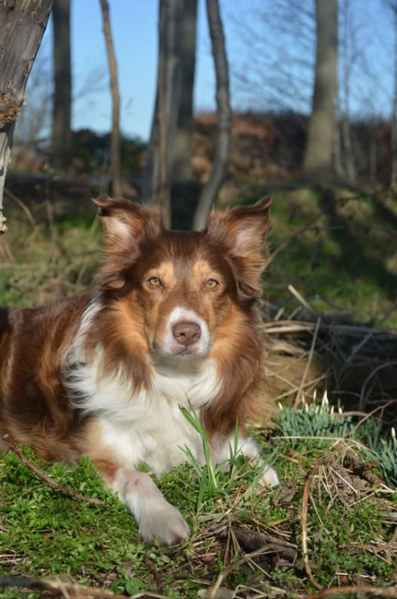 Nice Of You To Come Bye Trust your Dog