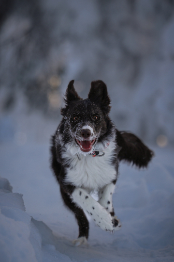 Foxtrick Xcellent Hocus Pocus