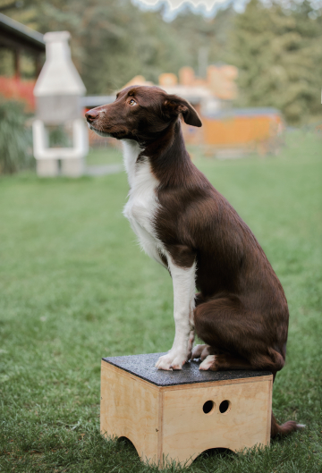 On a Tenzin Comet Tail