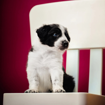 Divine Madness I Am Katsura Otoku Born For You