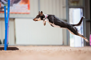 Lovely Bailey Stars Power Dogs