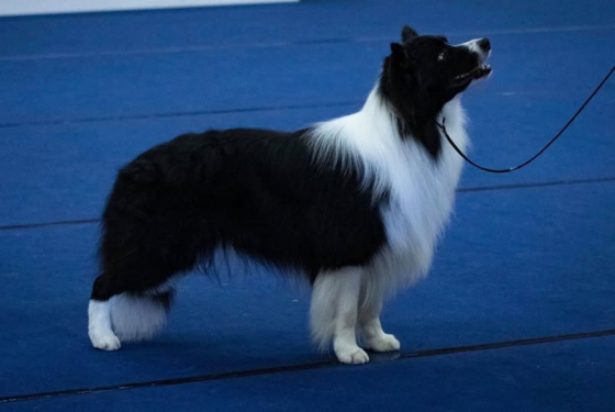 Kynagon Thief Of Hearts Dei Rovi Fioriti