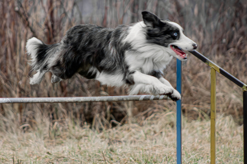 Harry Very Bright Beam