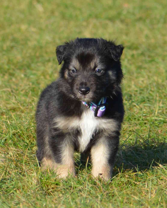 Dragon Falcor Ultraviolet