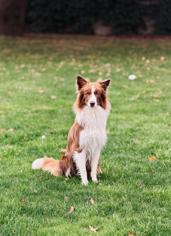 Syrax Di Petrademone