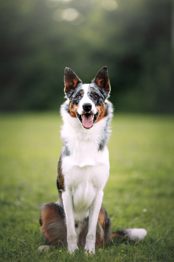 Doggone Jolly's Peppered With Charm