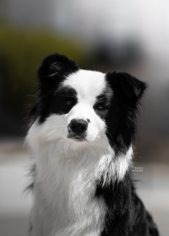 Cataleya Rose One In A Million