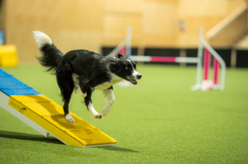 Bee Maya Euphoria Vesely ocas