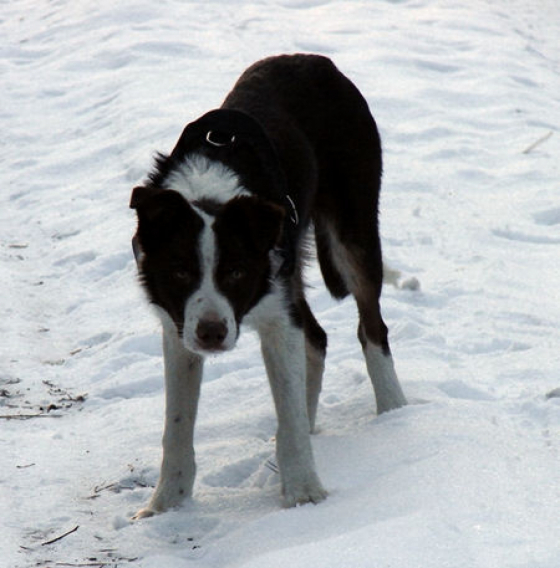 R'gt Forest Land Chilabo