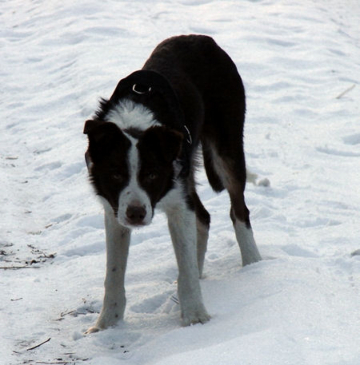 R'gt Forest Land Chilabo