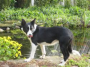 Skjerna Bordercollie Tippi