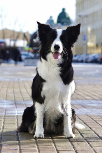 Ryzhaya Molniya Hrizantema