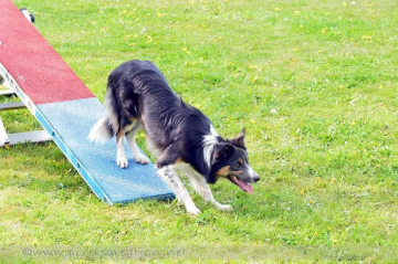 Here I'm Border Twikie
