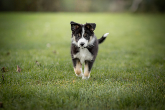 A'Nitro Rush Peekabalco