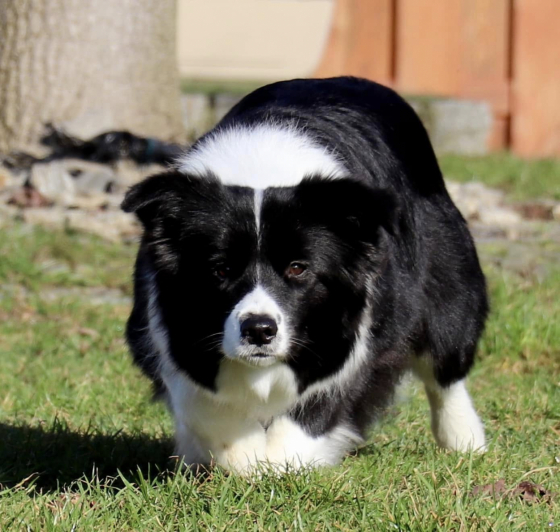 Beautiful Diamond Rogonia