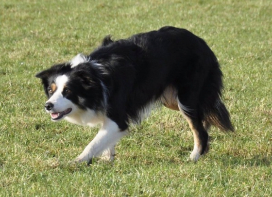 Rotisserie Shepherd Rosie