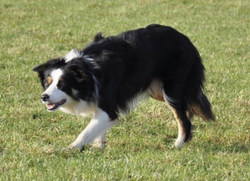 Rotisserie Shepherd Rosie