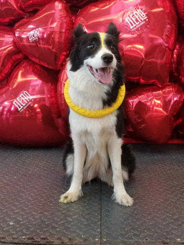 Dzhekhan Gir Terrakotta