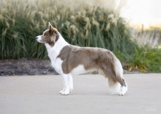 Omegamtns Lilac Crystal