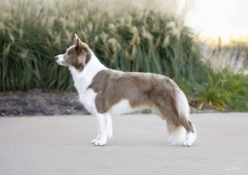 Omegamtns Lilac Crystal