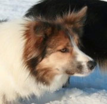 Rosmarinus Sunny Morning