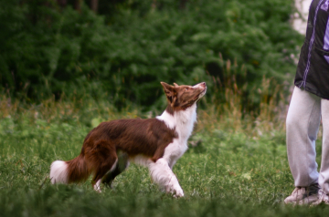Family Keeper Glintveyn