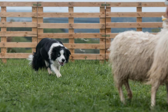 Bandit von der Chestnut Ranch