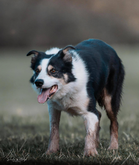 Fellside Finn