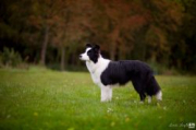 Tarja Z Pocztowej Border Collie