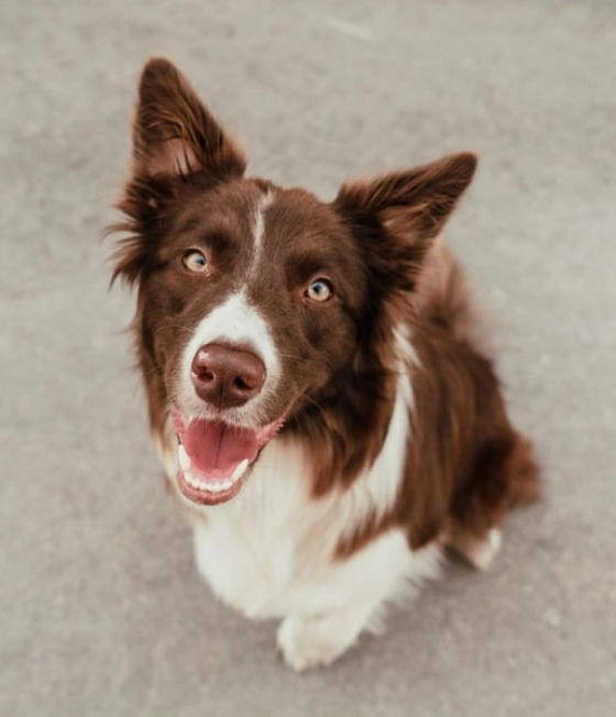 Hazel Without Borders