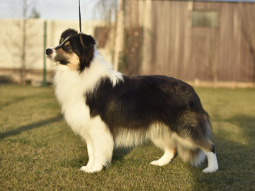 LeClway European Legacy