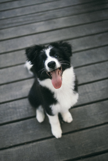 Vital Pet Everyday Happiness